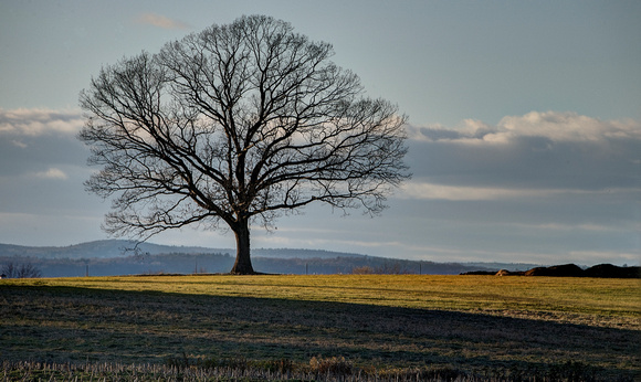 Field oak - Hadley, Mass.